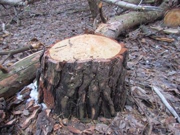 На Волині затримали чоловіків, які крали дуби
