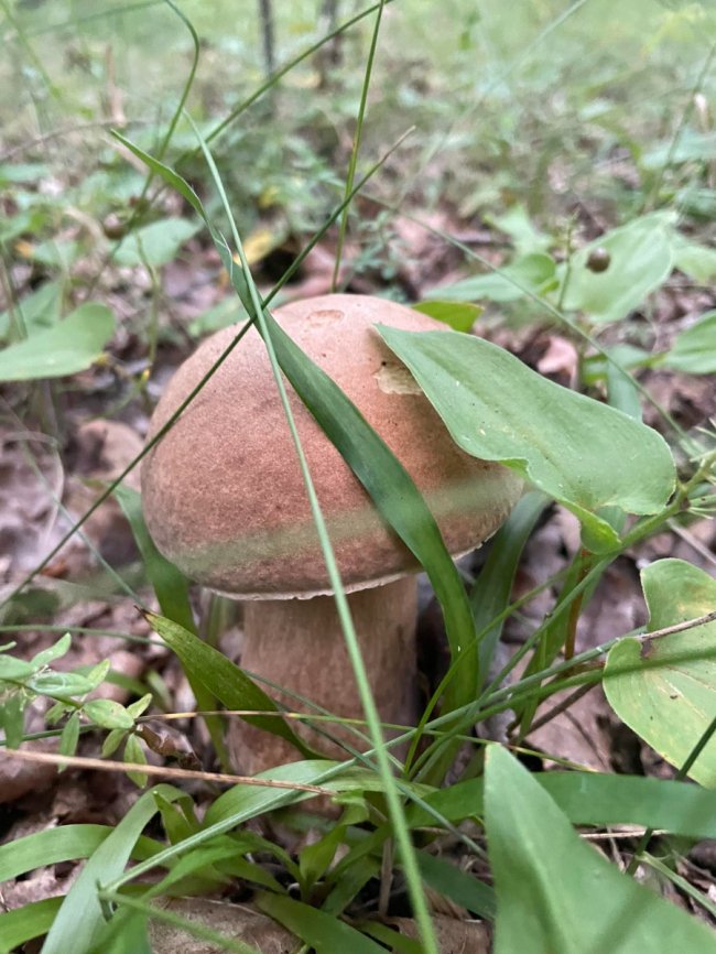 Перший похід до лісу: волинянка знайшла понад 200 білих грибів. ФОТО