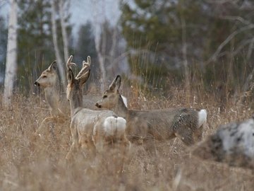 За зиму у волинських лісах єгері вже знайшли тисячі петель та капканів