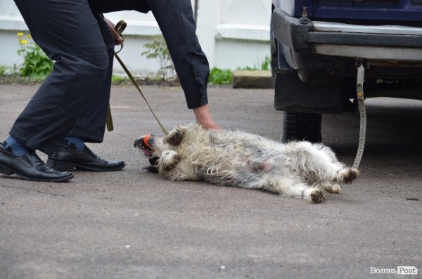 Як живуть та тренуються службові собаки. ФОТО