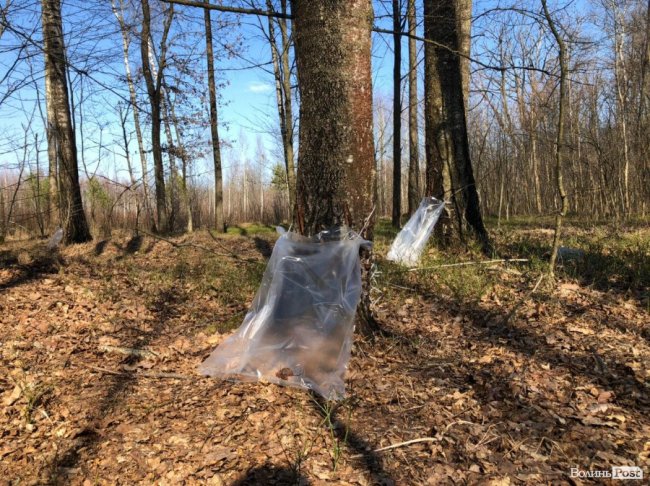 Від останнього снігу, до перших бруньок: на Волині – сезон заготівлі березового соку. ФОТО 