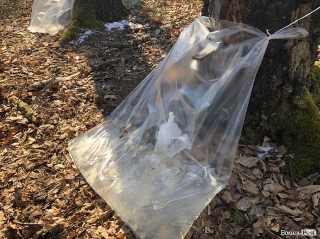 Від останнього снігу, до перших бруньок: на Волині – сезон заготівлі березового соку. ФОТО 