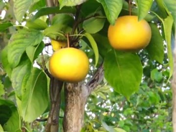 Волинянин вирощує незвичайні груші-помідори зі смаком ананасів. ВІДЕО