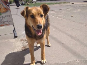 У Ковелі стерилізуватимуть безпритульних тварин