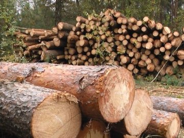  На Волині невідомі розкрадають ліс з території колишньої військової частини. ВІДЕО