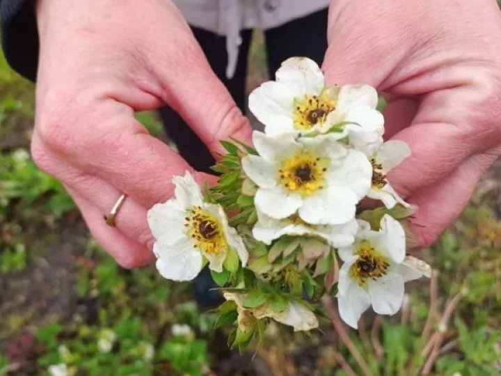 Травневі заморозки на Волині знищили 85% врожаю ранньої полуниці