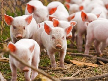 Карантин у волинському селі: свиней знищують, продавати картоплю – забороняють 
