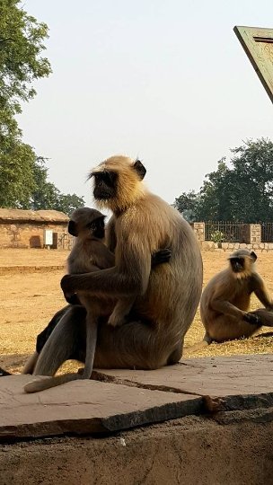 Індія очима лучанки