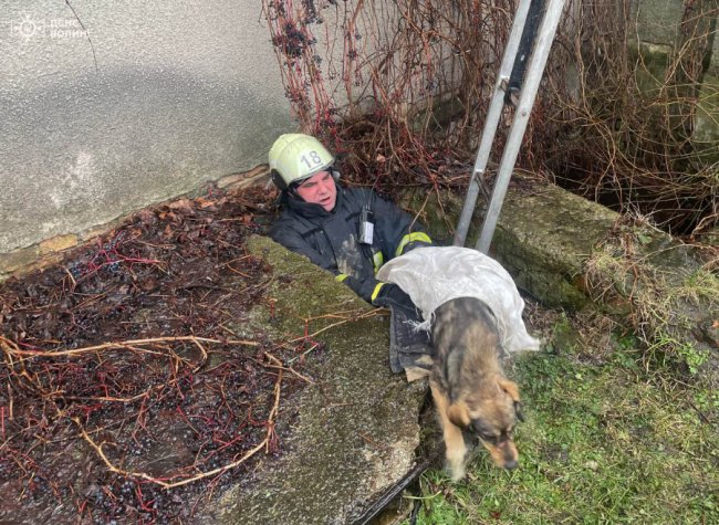 На Волині надзвичайники визволили із пастки песика. ФОТО