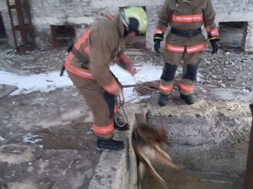 Волинські ДСНСники врятували собаку, який впав у яму на закинутому заводі