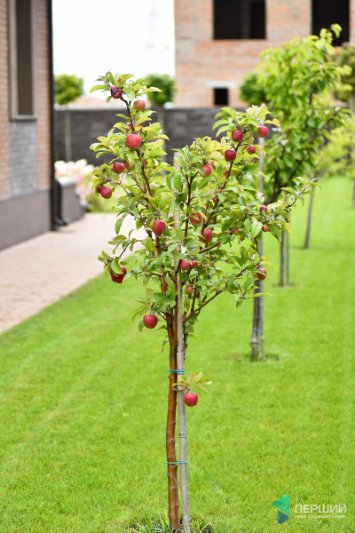 «Живу там, де будую», – директор компанії «Інвестор» Андрій Разумовський*