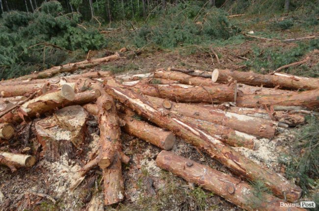 Цуманська пуща