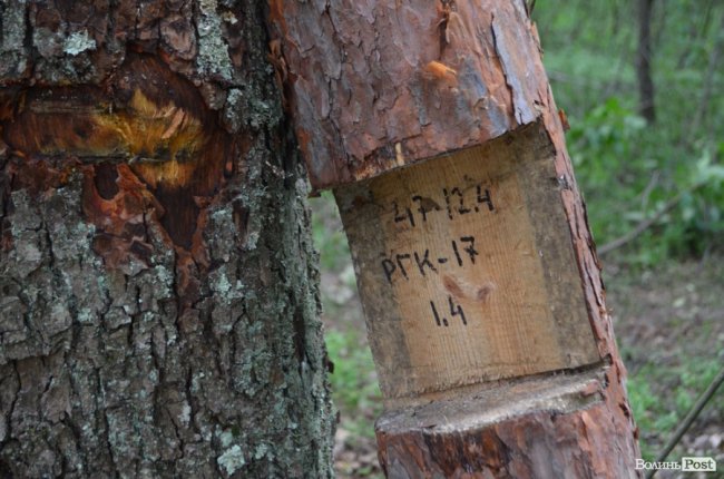 Цуманська пуща