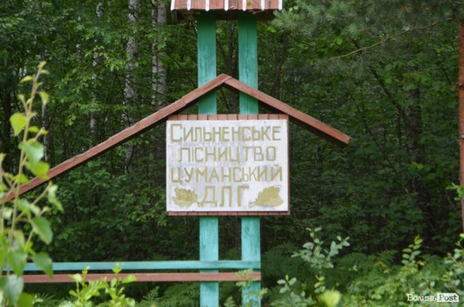 Цуманська пуща