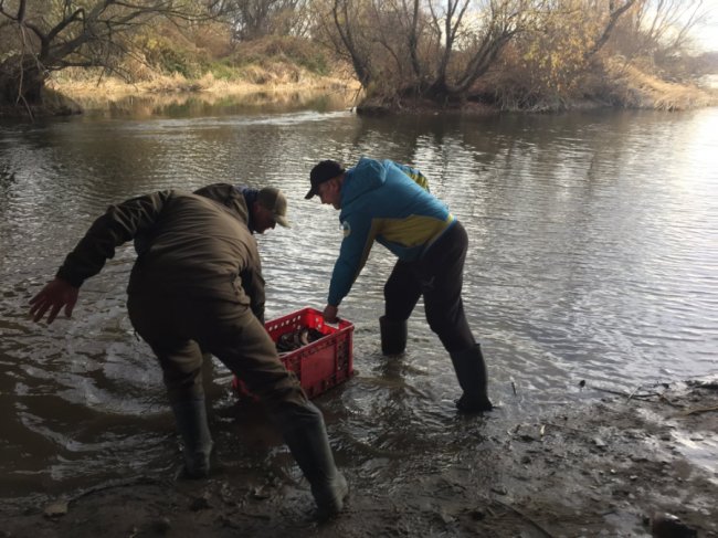 У Стир запустили тонну коропа і щуки. ФОТО