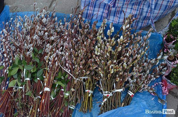 У Луцьку перед 8 Березня квіти подорожчали вдвічі