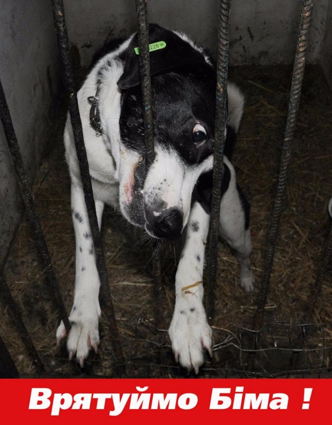 «Заберіть депутатів у «Ласку». Facebook «вибухнув» дописами на підтримку знаменитого луцького собаки