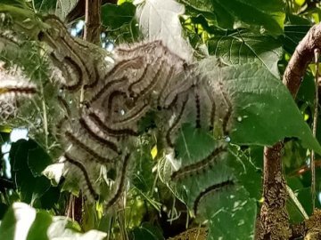 Волинські дерева масово атакує небезепечний шкідник