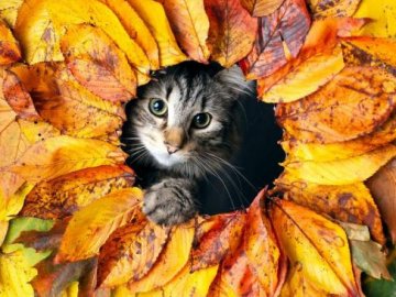 Погода у Луцьку та Волинській області на завтра, 20 жовтня