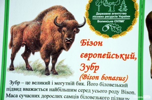 Як у «Цуманській пущі» рахували зубрів 