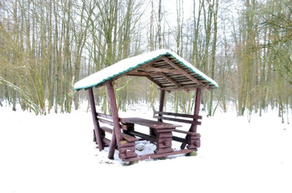 Як у «Цуманській пущі» рахували зубрів 