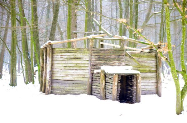 Як у «Цуманській пущі» рахували зубрів 