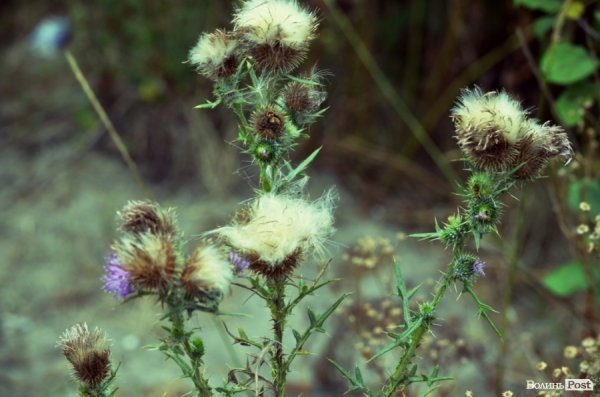 Фотопогляд: Луцьк вздовж колії