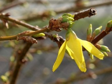 Якою буде погода на Волині завтра, 18 квітня
