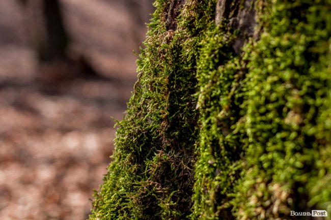 Перший день весни у «волинській Швейцарії». ФОТОРЕПОРТАЖ