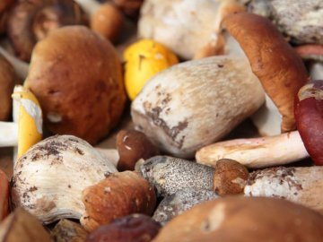 Які гриби можна купити на луцькому ринку та скільки вони коштують