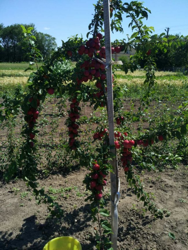 Яблуні, персики, сливи і черешні: як атовець з Волині виплекав власний сад