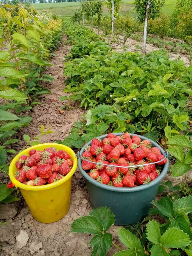 Яблуні, персики, сливи і черешні: як атовець з Волині виплекав власний сад