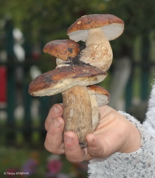 На Волині знайшли незвичного «багатоповерхового» гриба. ФОТО
