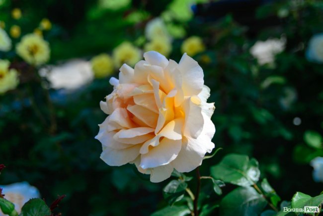 Літні пахощі: головний собор Луцька тоне в трояндах. ФОТОРЕПОРТАЖ