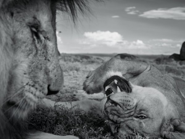 Леви, національний парк Серенгеті