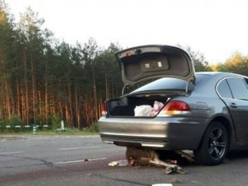 На Волині Audi збило лося. ФОТО 18+