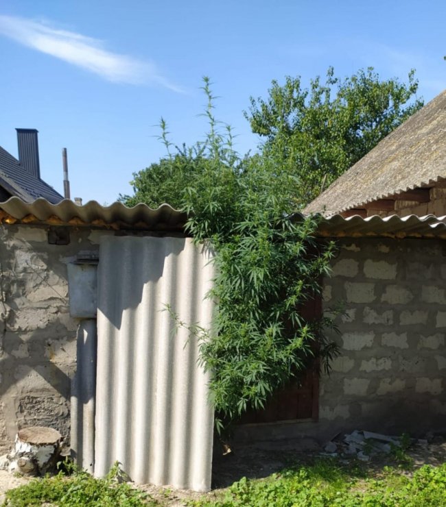 У волинянина у дворі знайшли величезні стебла коноплі. ФОТО