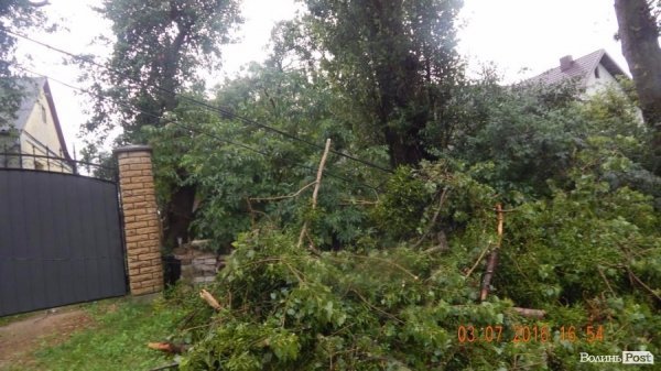 Внаслідок шквальної зливи під Луцьком попадали дерева. ФОТО
