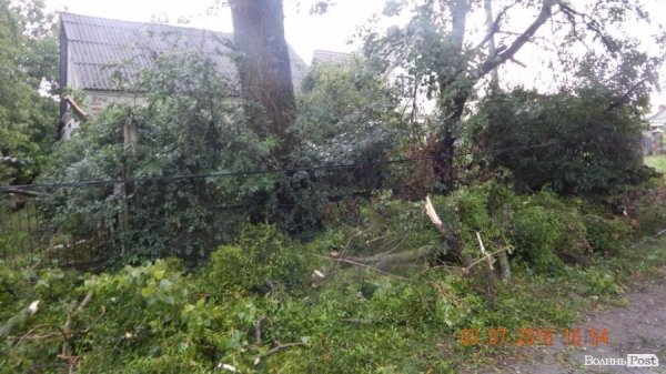 Внаслідок шквальної зливи під Луцьком попадали дерева. ФОТО
