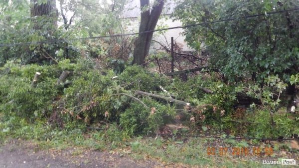 Внаслідок шквальної зливи під Луцьком попадали дерева. ФОТО