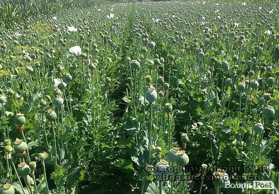 Волиняни масово вирощують снодійний мак. ФОТО