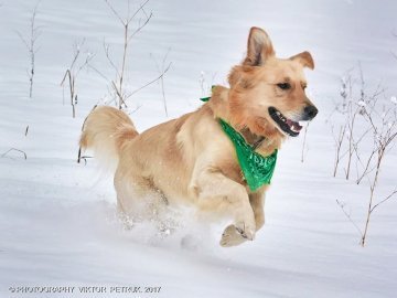 У мережі показали казковий луцький парк під снігом