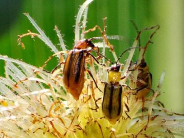 У двох районах Волині – карантин через кукурудзяного жука