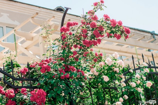 Перший день літа у Луцьку. ФОТОРЕПОРТАЖ 