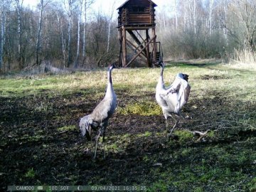 В об'єктив камер, що встановлені у волинських лісах, потрапили рідкісні птахи. ВІДЕО. ФОТО
