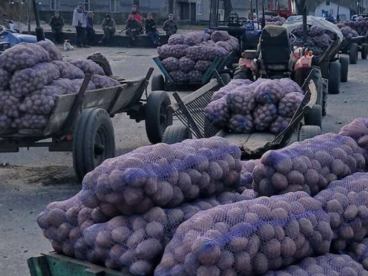 Селянська праця знову знецінена: на Волині приймають картоплю по 3-4 гривні