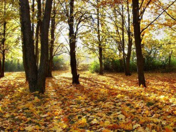 17 жовтня: чому у цей день не варто ходити в ліс та святкувати весілля