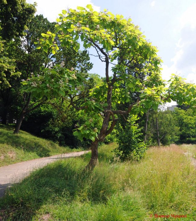 У Луцьку зацвіло рідкісне дерево