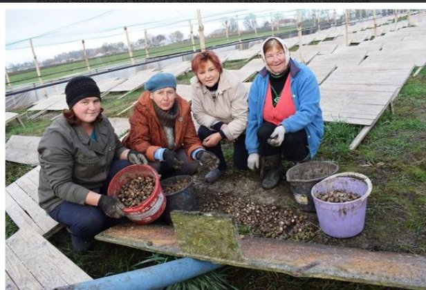 Сім'я волинян створила у селі равликову ферму 