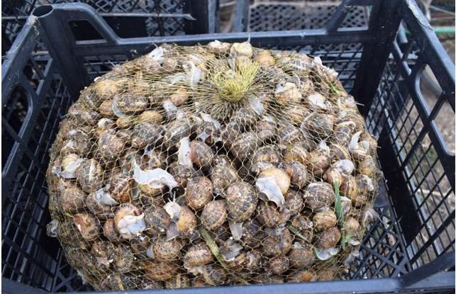 Сім'я волинян створила у селі равликову ферму 